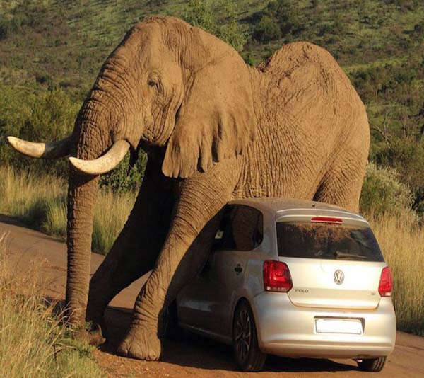南非匹林斯堡国家公园的一头大象用一辆小轿车“挠痒”。（图片来源：英国《镜报》网）