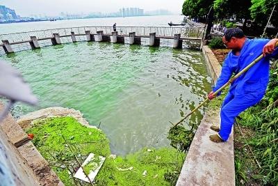 南湖水域工作人员正在打捞水面上的蓝藻、浮萍和垃圾。 图片来源：武汉晨报