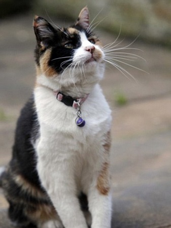 年度“英雄猫”“克利奥”