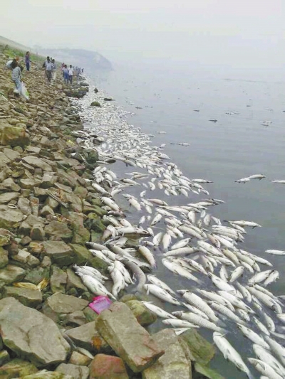 据了解，死鱼有网箱中养的鱼，也有野生鱼。（网友图片）