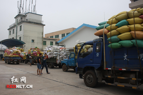 长沙市粮食局派4个服务小组下库点协助收购