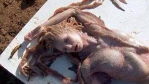 当地时间本月3日，社交网络上出现了一张人鱼公主的照片，该照片的描述为“在墨西哥的一个海边发现了人鱼公主的尸体”。