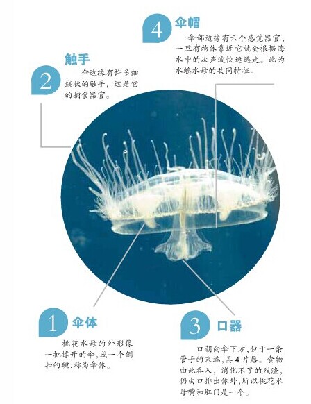 湘潭县男孩游泳时巧遇"水中大熊猫"桃花水母