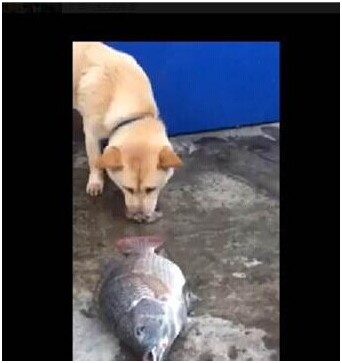 视频截图