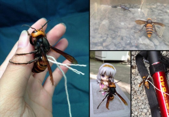 图注：日一男子捕获大黄蜂后将其作为宠物，不时为其拍照上传网络。