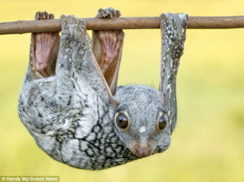 这只聪明的狐猴用自己的身体给自己做了一个吊床