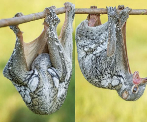 它把脑袋缩到“吊床”里（左），防止太阳光照射到它的眼睛。睡醒后（右），伸懒腰时舌头挂在嘴巴上