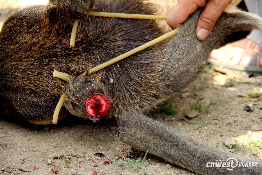 记者实拍动物园割鹿角 园方称防止顶伤其他动物