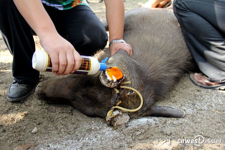 记者实拍动物园割鹿角 园方称防止顶伤其他动物