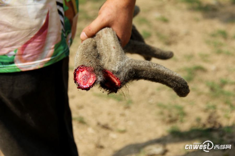 记者实拍动物园割鹿角 园方称防止顶伤其他动物