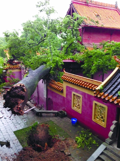    岳麓书院文庙内大成殿旁倒地的古枫。