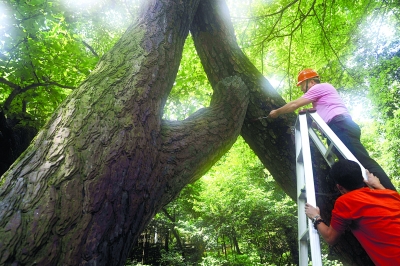   8月19日，长沙市岳麓山风景区，园林工人在检查一株原来加固过的古松树。 记者 田超  摄