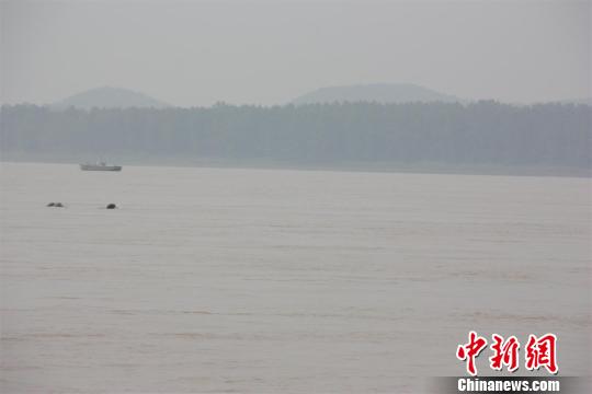 江豚在水中嬉戏 程小军 摄