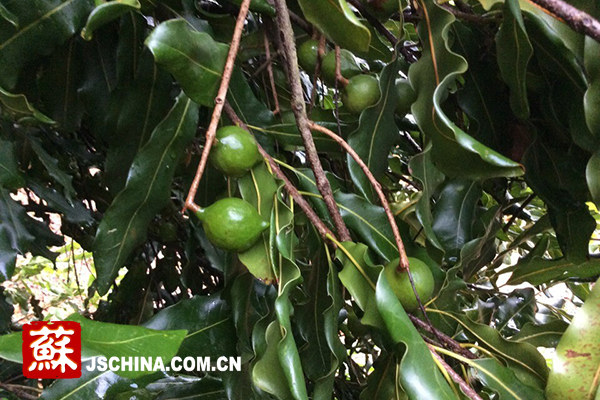 岑溪林业:林兴百业旺(组图)