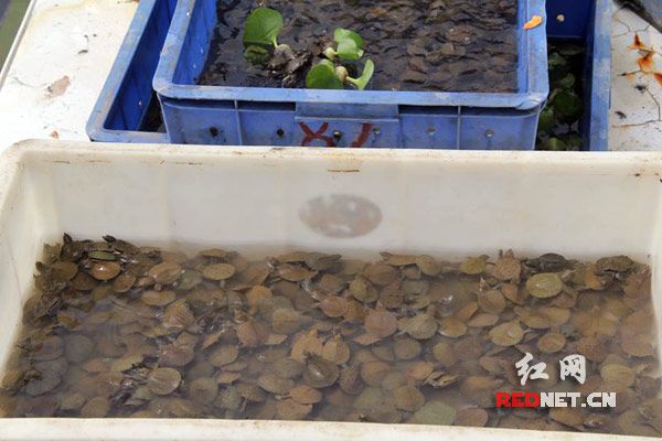 准备人工放流汉寿甲鱼苗。