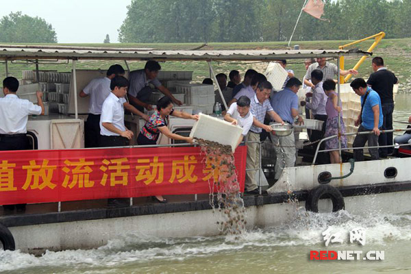 在西洞庭湖自然保护区放流汉寿甲鱼苗。