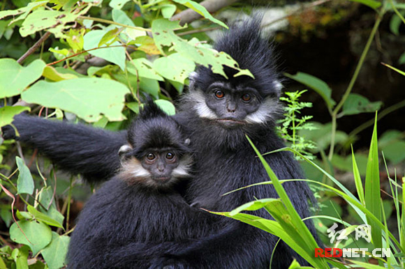 可爱的黑叶猴是国家一级保护濒危动物。