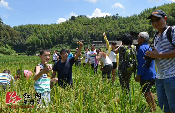 舌尖上的塘保禾花鱼惹人爱(图)