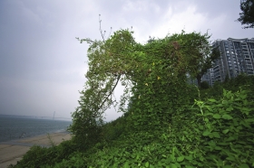 9月2日，湘江世纪城边的湘江风光带，野草漫过原有的植物，远看像一头绿色的大象。图 记者蒋丽梅