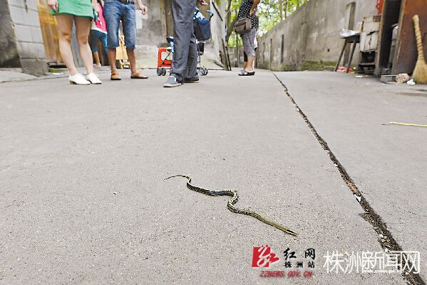 七八条蛇在家门口游街 幸好是无毒的菜花蛇