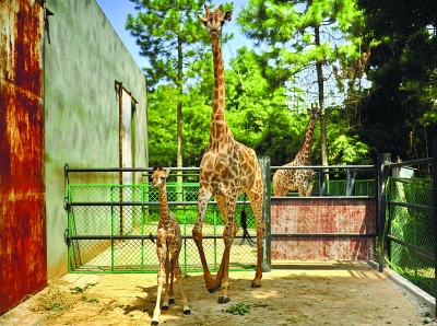 长沙生态动物园长颈鹿“添丁”_湖南频道_红网