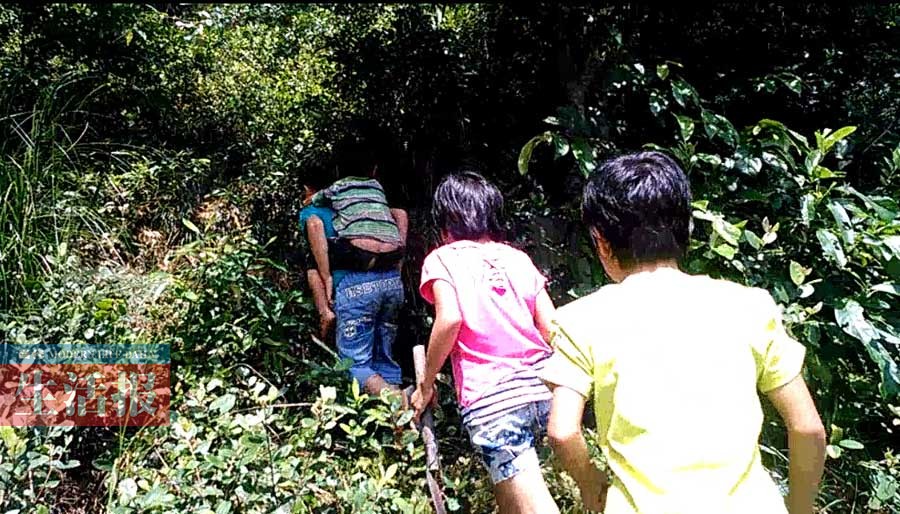 父亲去世母亲离家出走 年幼四兄妹割草挣学费(图)