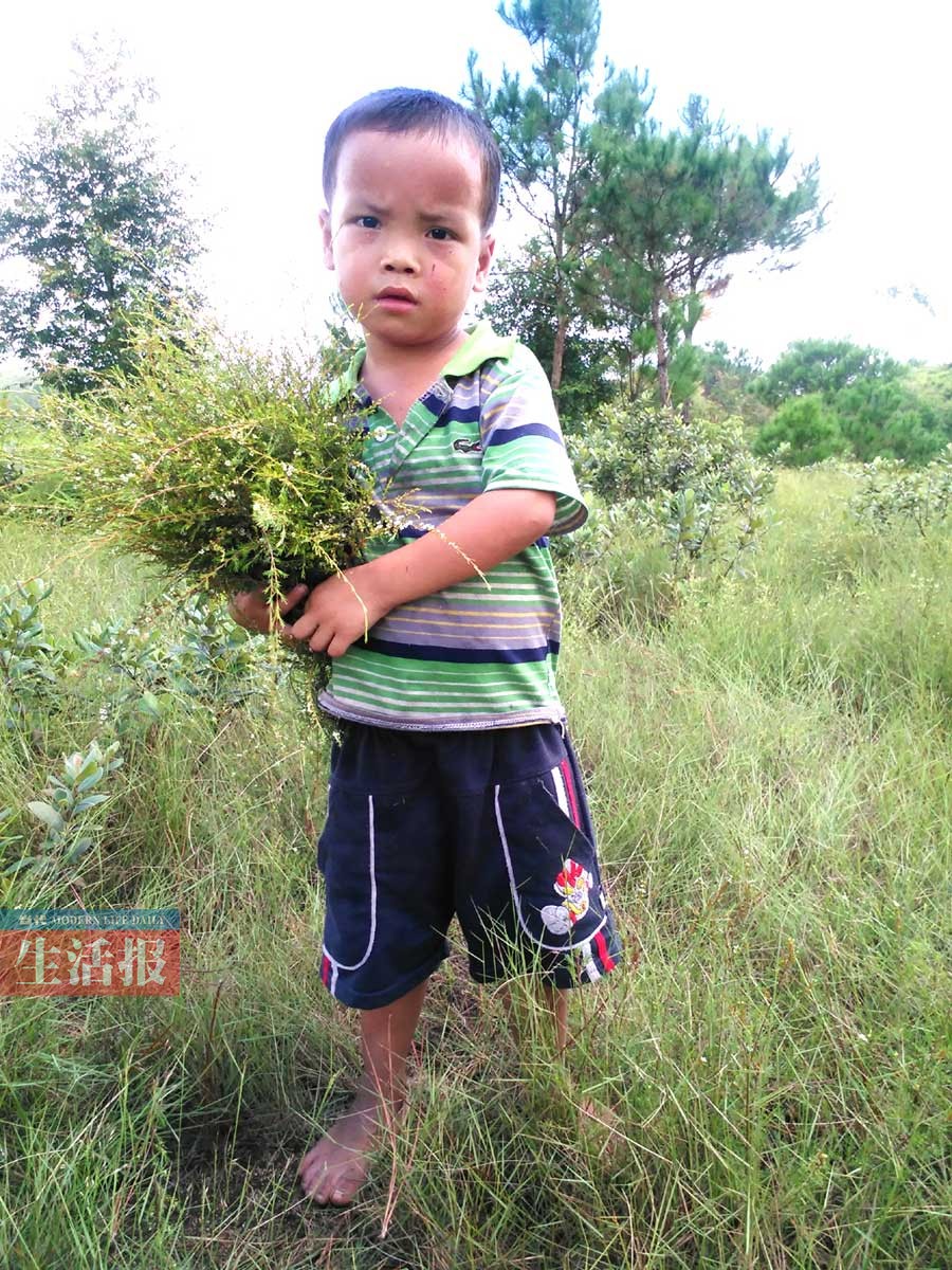 父亲去世母亲离家出走 年幼四兄妹割草挣学费(图)
