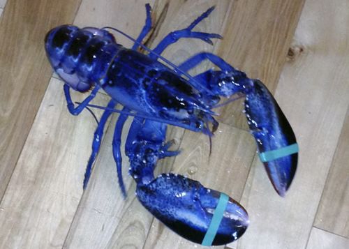 蓝龙虾