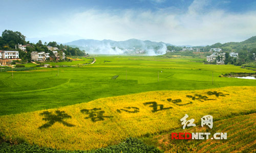 9月9日，湖南双峰县杏子铺镇鸥源村，彩色水稻绘就的“芙蓉心五色糙米”在金黄的田野中格外醒目。