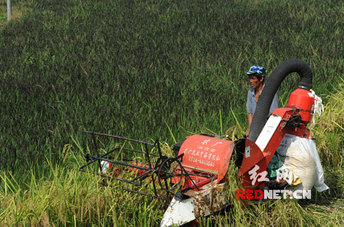 9月9日，双峰县杏子铺镇合心村，合作社社员在用收割机收获黄色水稻。