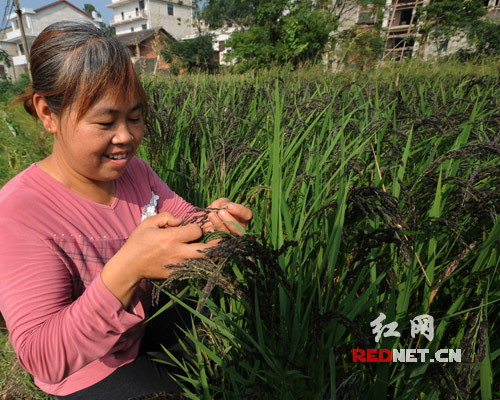 9月9日，双峰县杏子铺镇鸥源村，合作社社员在清点绿色水稻稻穗结谷的数量。