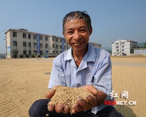 9月9日，双峰县杏子铺镇中心学校操坪，合作社社员在展示凉晒的红色水稻。