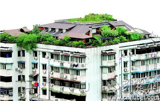 武汉一楼顶现"空中花园:有2层楼 配有鱼池(图)