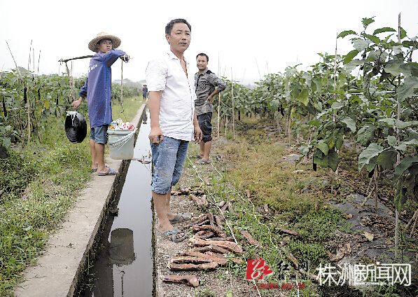 茄子大量滞销，只能烂在地里，菜农十分无奈。汪成、周永冲/摄