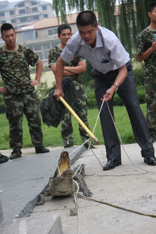 动物园专家先将鳄鱼嘴套住，准备带往动物园