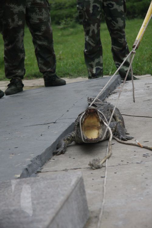 看到有人靠近，鳄鱼张开的血盆大口