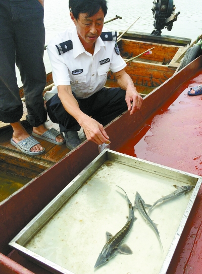 中华鲟一周内两现华容水域