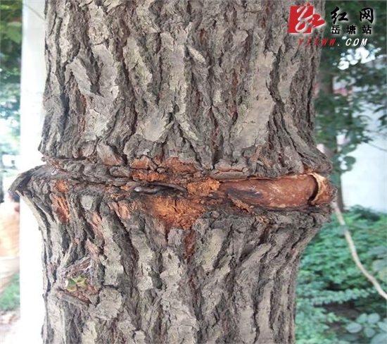 铁丝束缚大树“腰部”   盼解脱