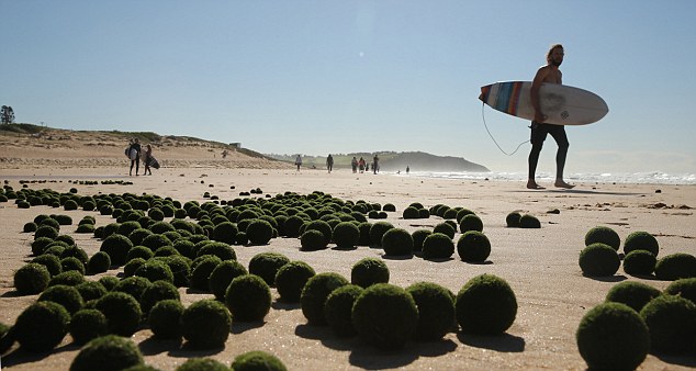 组图：悉尼海滩上出现大量神秘的绿色“海藻蛋”