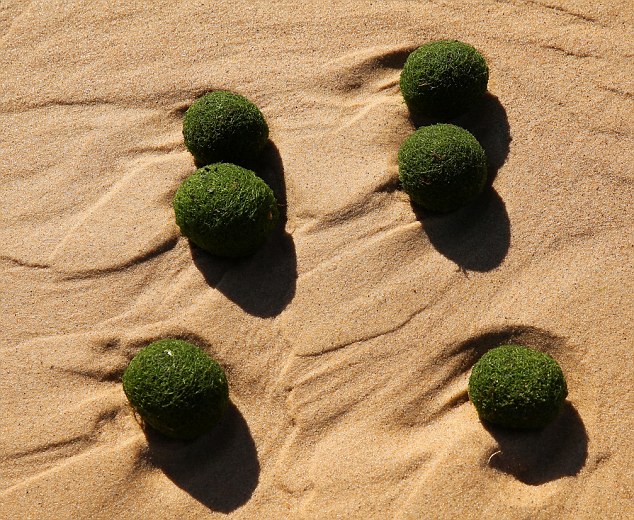 组图：悉尼海滩上出现大量神秘的绿色“海藻蛋”【3】