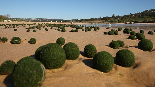 组图：悉尼海滩上出现大量神秘的绿色“海藻蛋”【4】