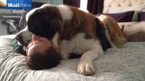 有爱一幕：72公斤狗狗将主人压身下猛亲（图）