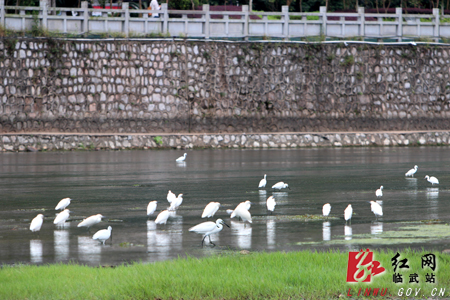 临武:宜居生态环境引"鹭"来(图)_临武县_湖南频道