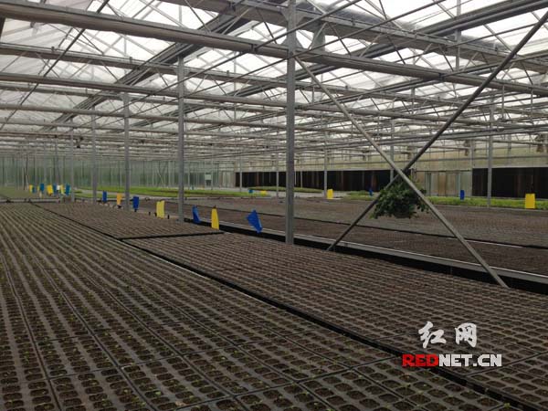 封闭式无土栽培棚现场。