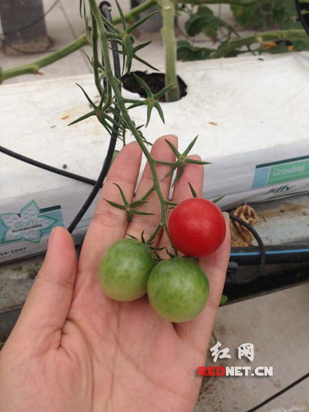 栽培出来的绿色果蔬。