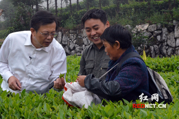 9月17日，益阳市安化县云上茶园。安化县委书记杨光鑫（左）向茶农询问当季茶叶的质量。