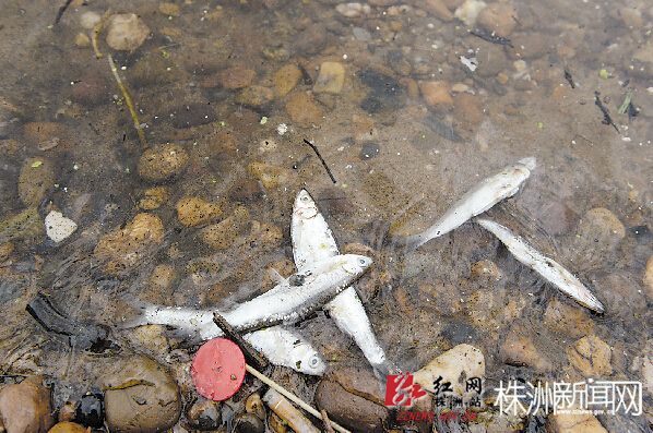 湘江边发现大量的小鱼死亡 记者 熊威 摄