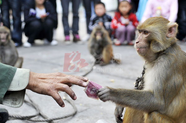 耍猴艺人卖艺被判刑，是报复性执法吗？