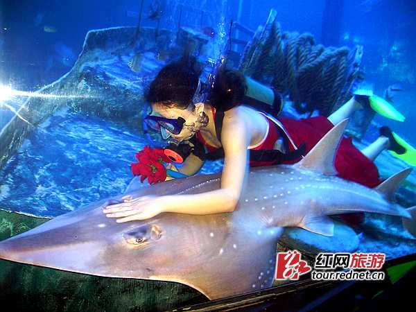 北海海底世界-珍稀的犁头鲨