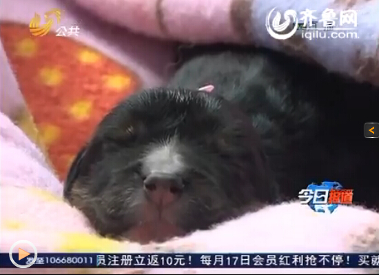 医护人员在为克隆藏獒做手术。（视频截图）